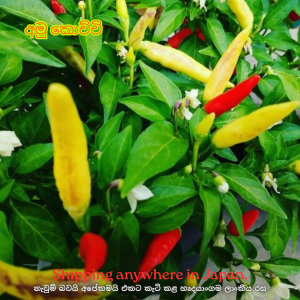 Kochchi – සුදු කොච්චි 200g