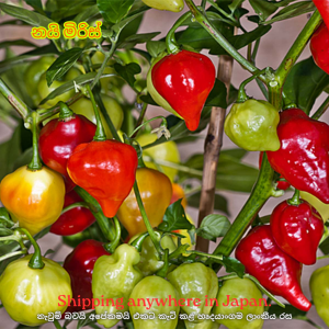 Kochchi – නයි මිරිස් 150g